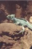 snake lizard.jpg