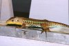 Ameiva festiva.JPG