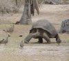 aldabra.jpg