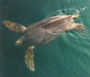 Leatherbackturtle.jpg