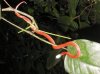 centipedeeatersnake.jpg