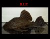RIP Panaque.jpg