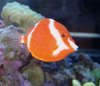 shaw box fish.jpg