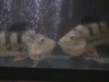 fishh 049.JPG
