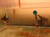 Adding fish to the tank in the mean time.JPG