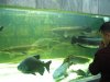IMG_4150 Tanks 10.JPG