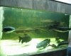 IMG_4151 Tank 10b.JPG