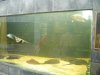 IMG_4152 Tank 11 Rays.JPG