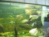 IMG_4153 Tank 12.JPG