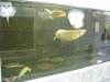 IMG_4157 Tank 13c.JPG