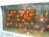 IMG_4158 tank 14 Red Parrots.JPG