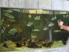 IMG_4161 Tank 15 Cichlids.JPG