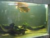 IMG_4163 Tank 16 Red Aros.JPG