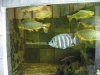 IMG_4165 tank 17.JPG