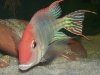 My FISH-0037.JPG My FISH-0037.JPG