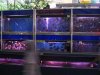 IMG_4192 Goldfish Sale.JPG