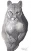 cougar.JPG