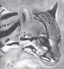 ocelot.JPG