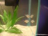 DSC02561%20%28Medium%29.JPG