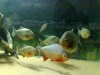 piranha.jpg