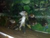 pleco at work 2.jpg