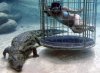 underCroc3.jpg underCroc3.jpg