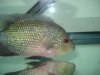 flowerhorn 004.jpg