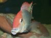 My FISH-0032.JPG