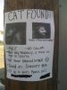 Lost_cat.jpg