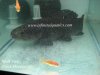 Black Hplias 16 inch.jpg Black Hplias 16 inch.jpg