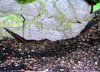 Fire-eel.jpg
