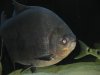 pacu.JPG