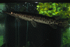Florida-Gar.gif
