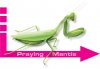 MANTID5.JPG
