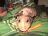 piggy 002.JPG