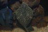 Panaque Sp. L330.JPG