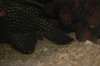 Pleco.JPG