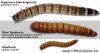 wormdifferences.jpg