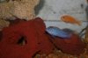 IMG_0781.JPG IMG_0781.JPG