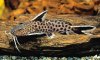 synodontis petricola.jpg