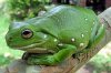 whites_tree_frog_1.jpg