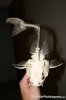 marble%20catfish%20skeleton%203.jpg