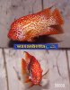 fwflowerhorn1192698837.jpg