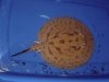 Stingray Pictures 092.jpg