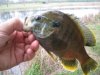 fishin pics 013.jpg