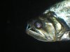 Mar 2008 016.jpg