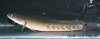 FishesPics_reply_06869.jpg