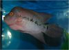 Aquavision_20080405_001.jpg