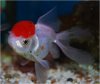 Aquavision_20080405_018.jpg