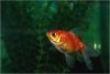 Aquavision_20080405_017.jpg